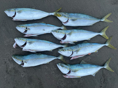 イナダの釣果