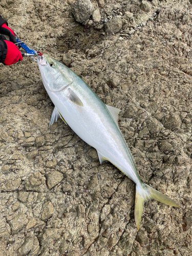 ブリの釣果