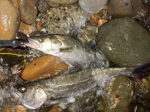 シーバスの釣果