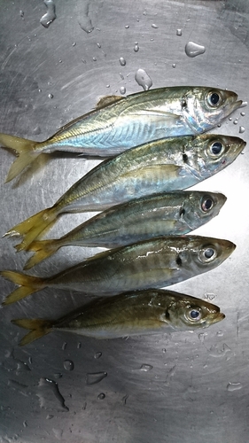 アジの釣果