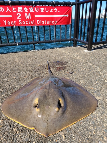 エイの釣果