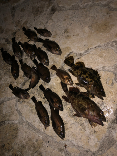 タケノコメバルの釣果