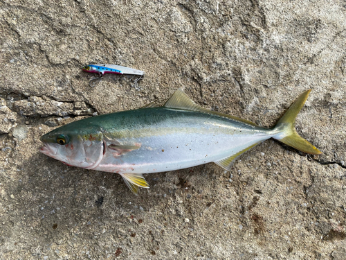 ハマチの釣果