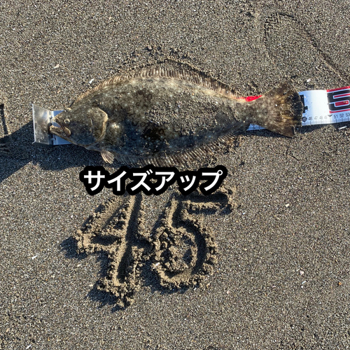 ヒラメの釣果