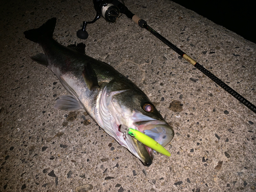 シーバスの釣果