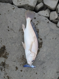 シログチの釣果