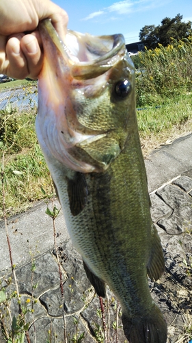 ラージマウスバスの釣果