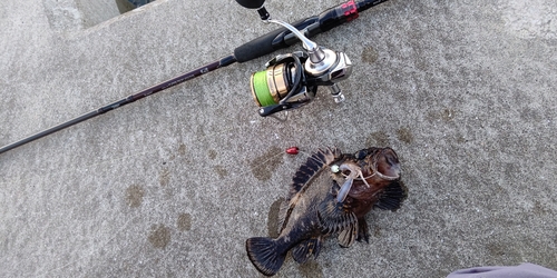 オウゴンムラソイの釣果