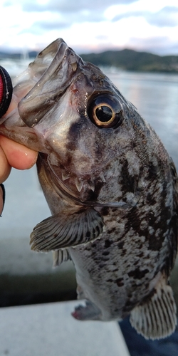 クロソイの釣果