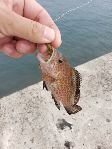 オオモンハタの釣果