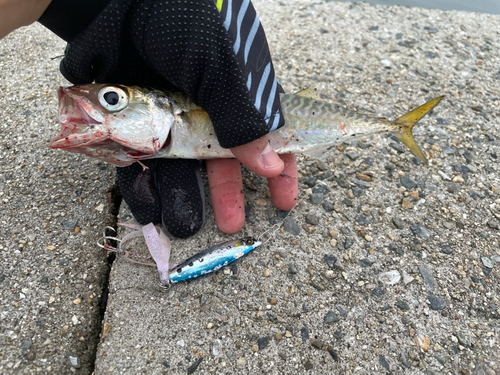 サバの釣果