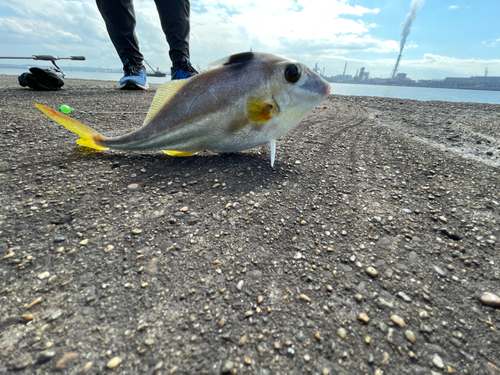 ギマの釣果