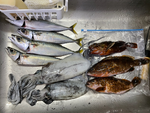 サバの釣果