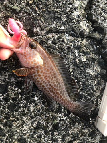 オオモンハタの釣果