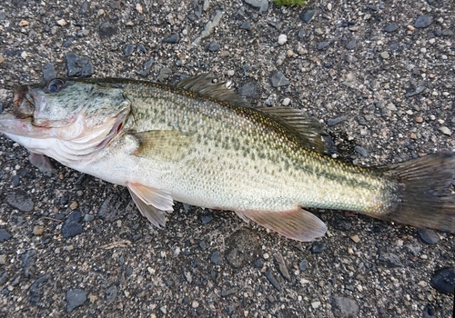 ブラックバスの釣果