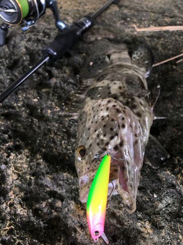 ヤイトハタの釣果