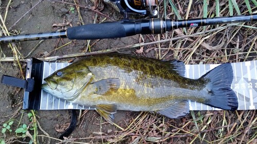 スモールマウスバスの釣果