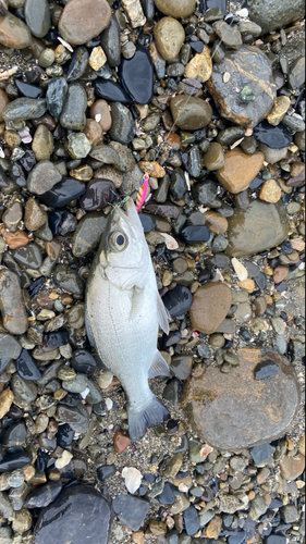 セイゴ（ヒラスズキ）の釣果