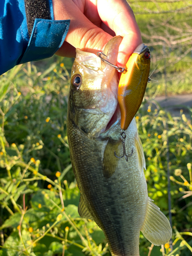 ラージマウスバスの釣果