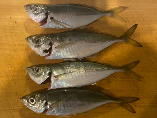 アジの釣果