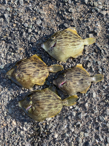 カワハギの釣果