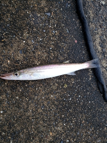 カマスの釣果