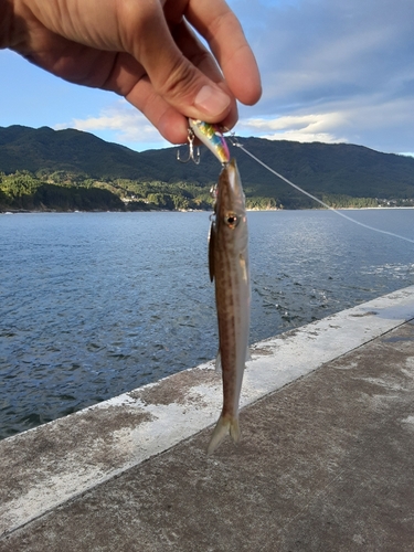 カマスの釣果