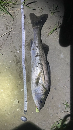 シーバスの釣果