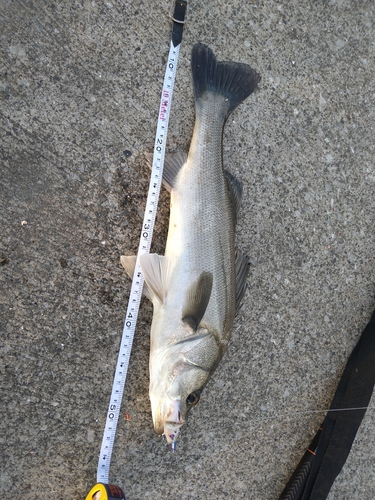 フッコ（マルスズキ）の釣果