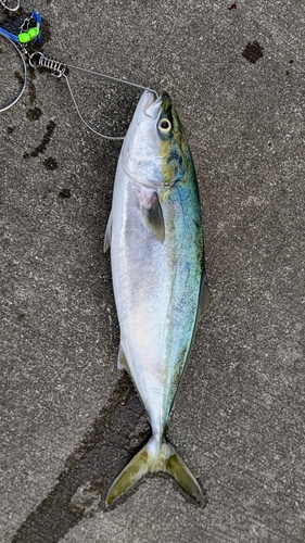 ツバスの釣果