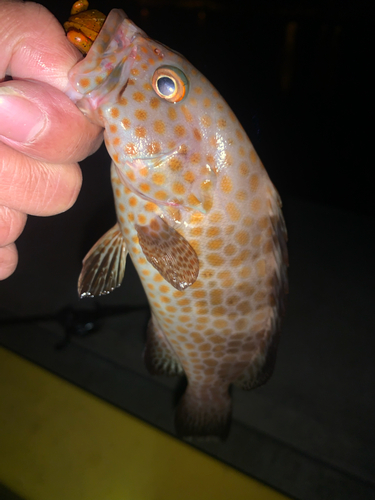 オオモンハタの釣果