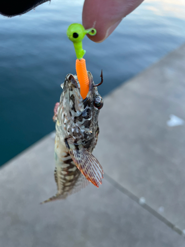 アナハゼの釣果