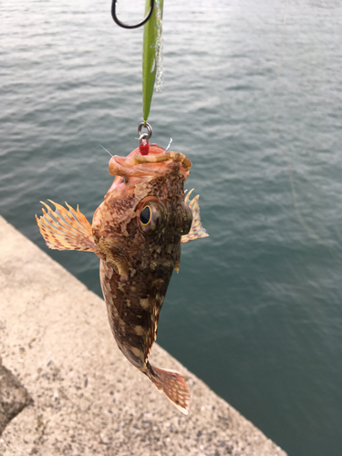 アラカブの釣果