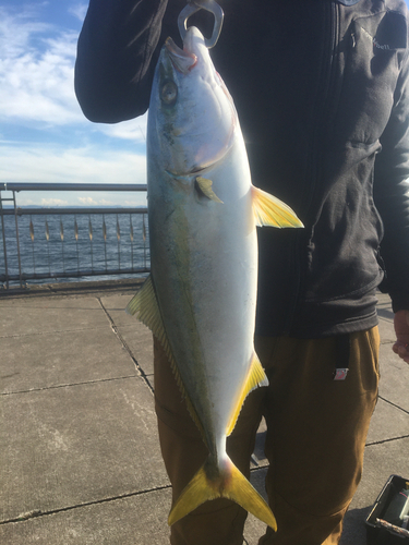 イナダの釣果