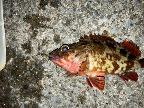 カサゴの釣果