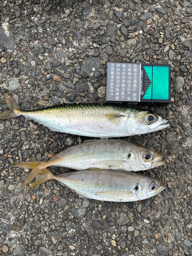 サバの釣果