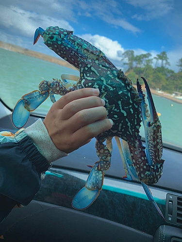 タイワンガザミの釣果