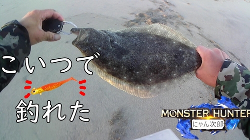 ヒラメの釣果