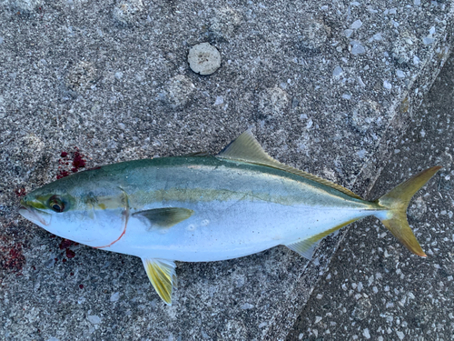 ハマチの釣果