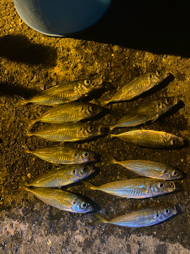 アジの釣果