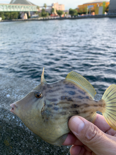 カワハギの釣果