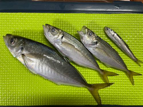 マアジの釣果