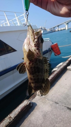 イシミーバイの釣果