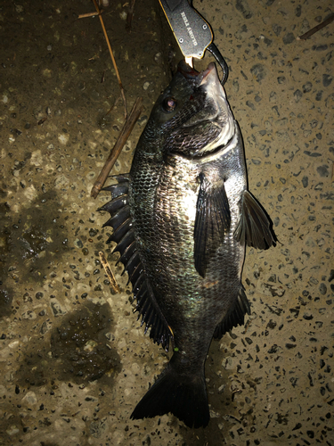 チヌの釣果