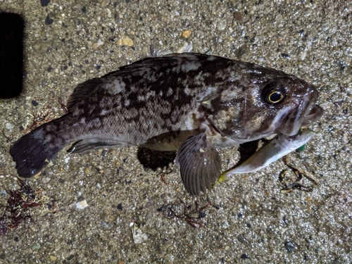 クロソイの釣果