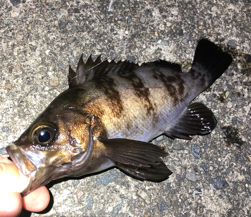 メバルの釣果