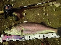 シーバスの釣果