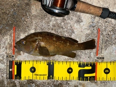 エゾメバルの釣果