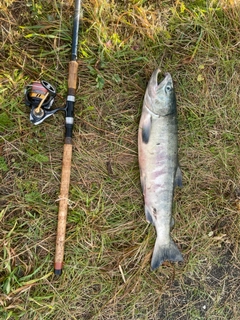 シロザケの釣果