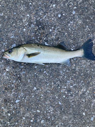 フッコ（マルスズキ）の釣果